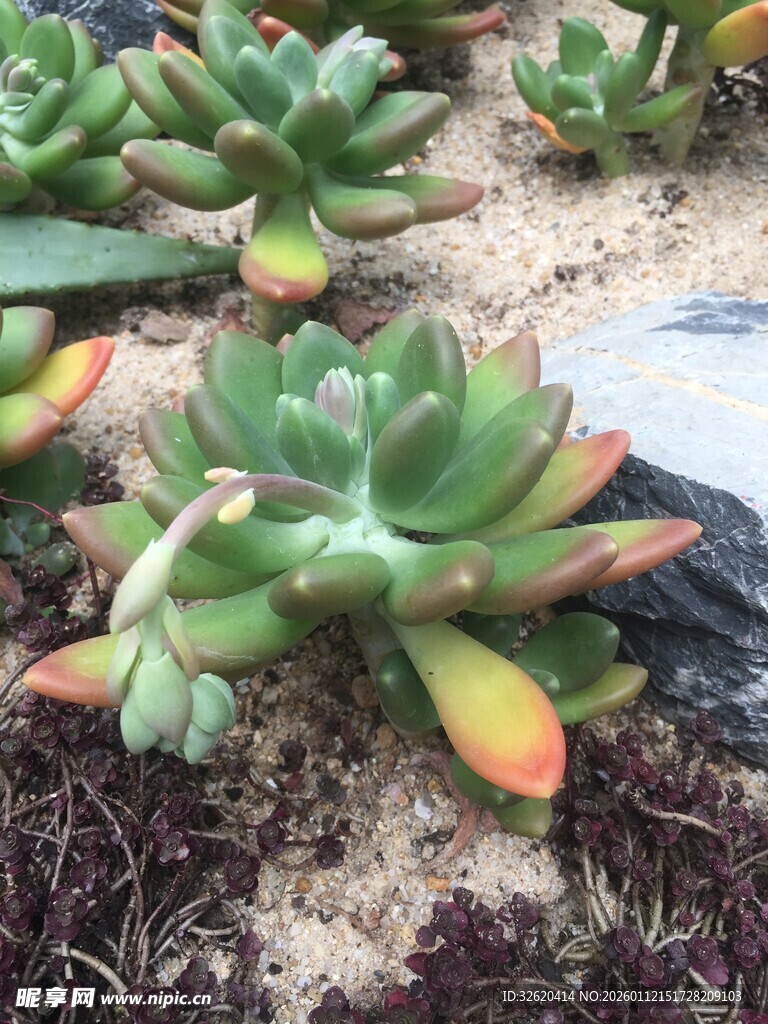 多肉