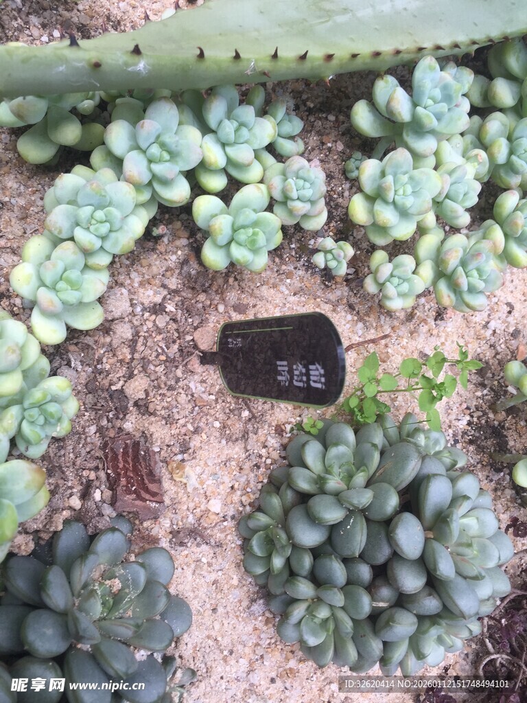 多肉