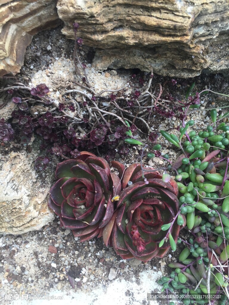 多肉植物