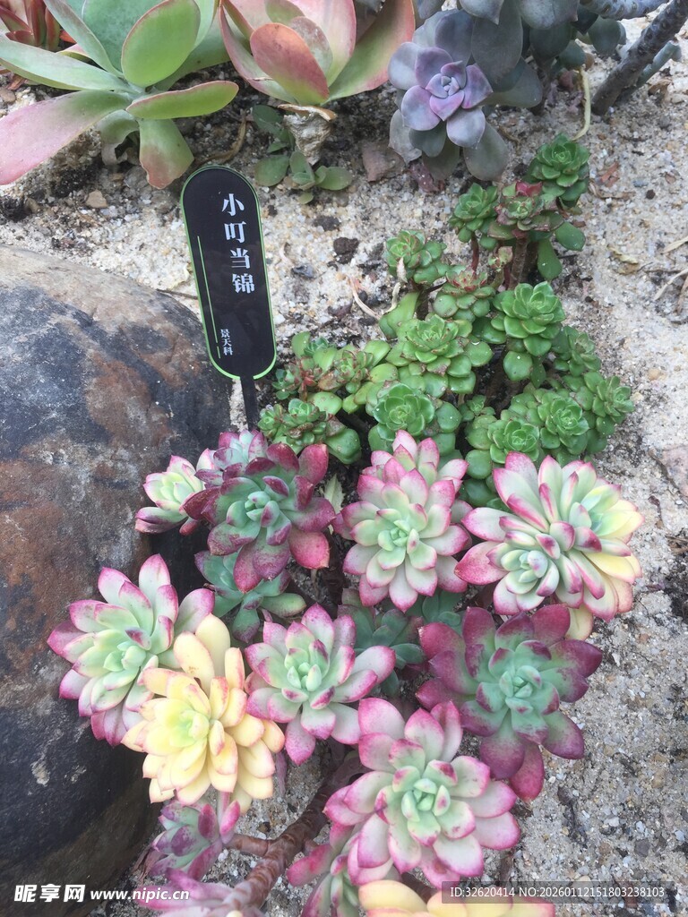 多肉