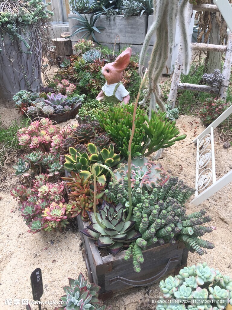 多肉