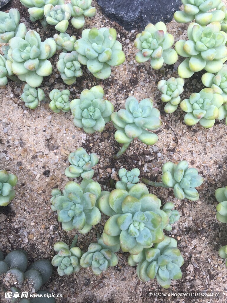 多肉