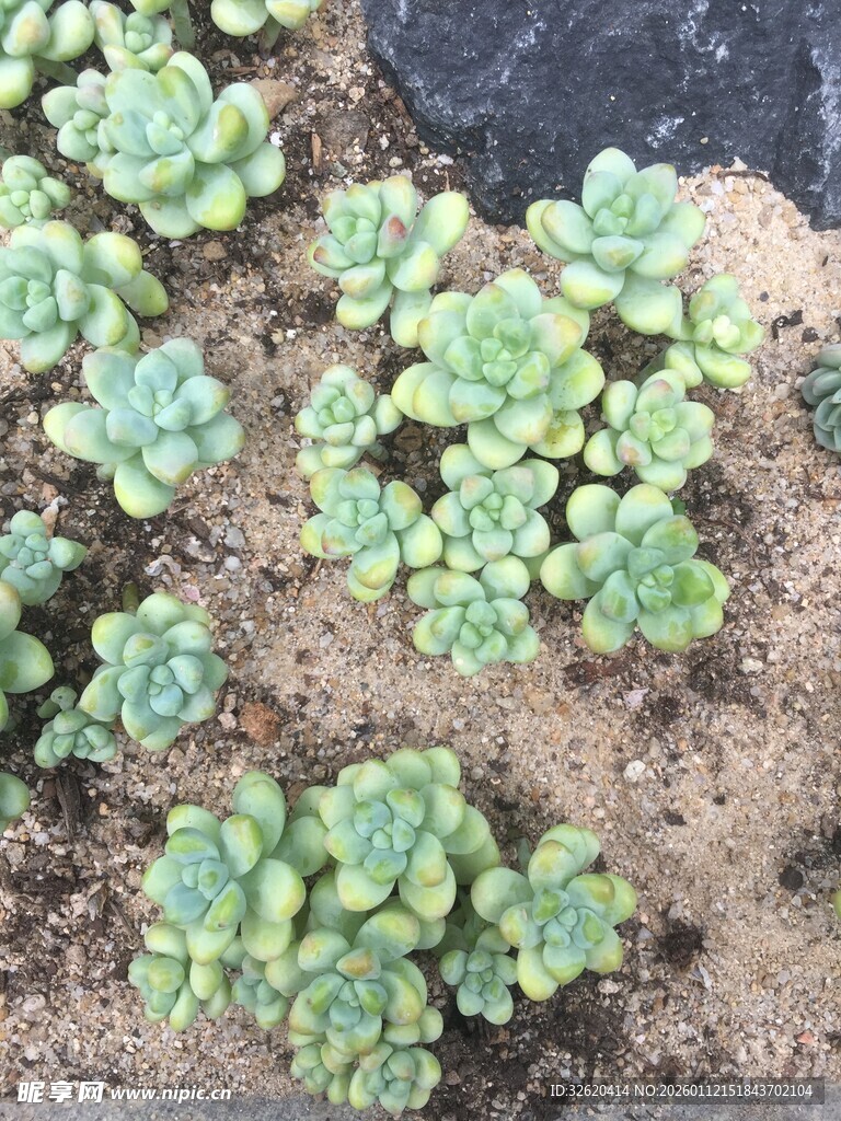 多肉