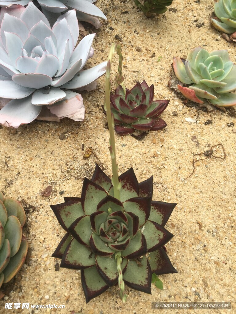 多肉
