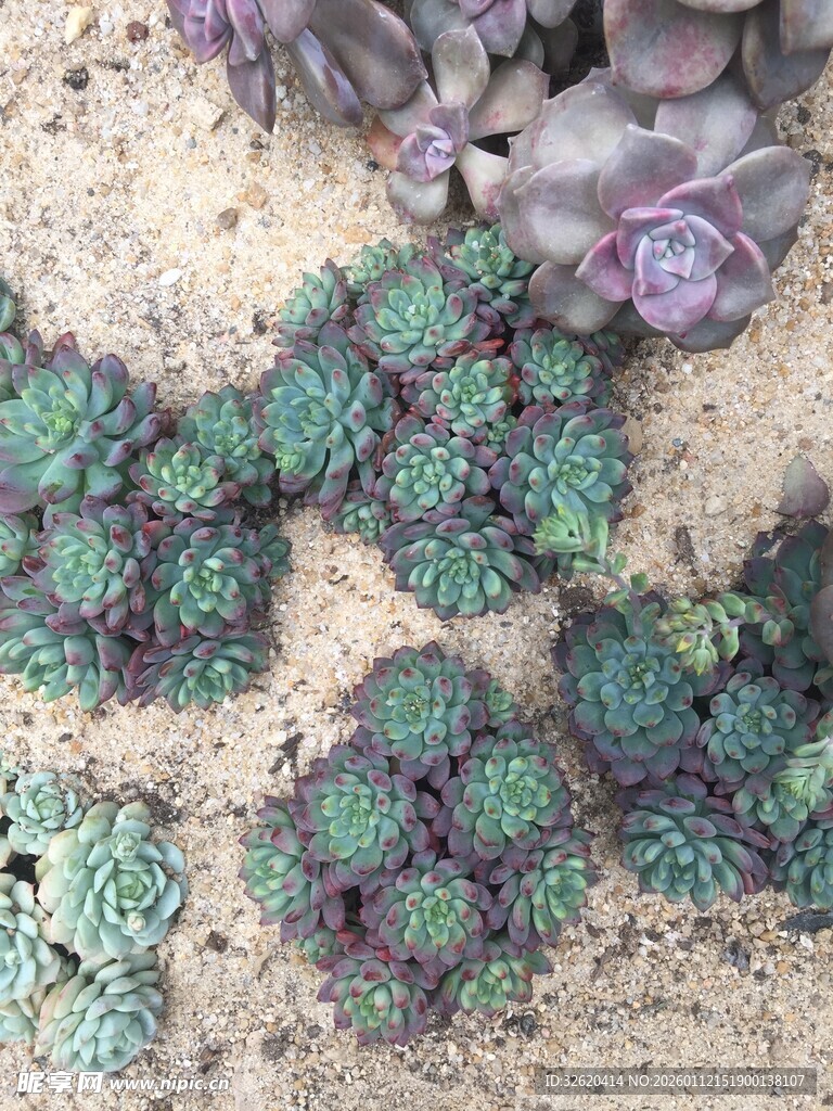 多肉