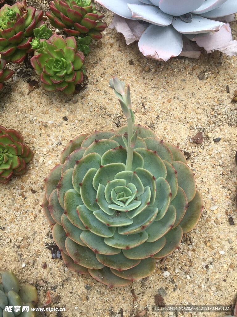 多肉