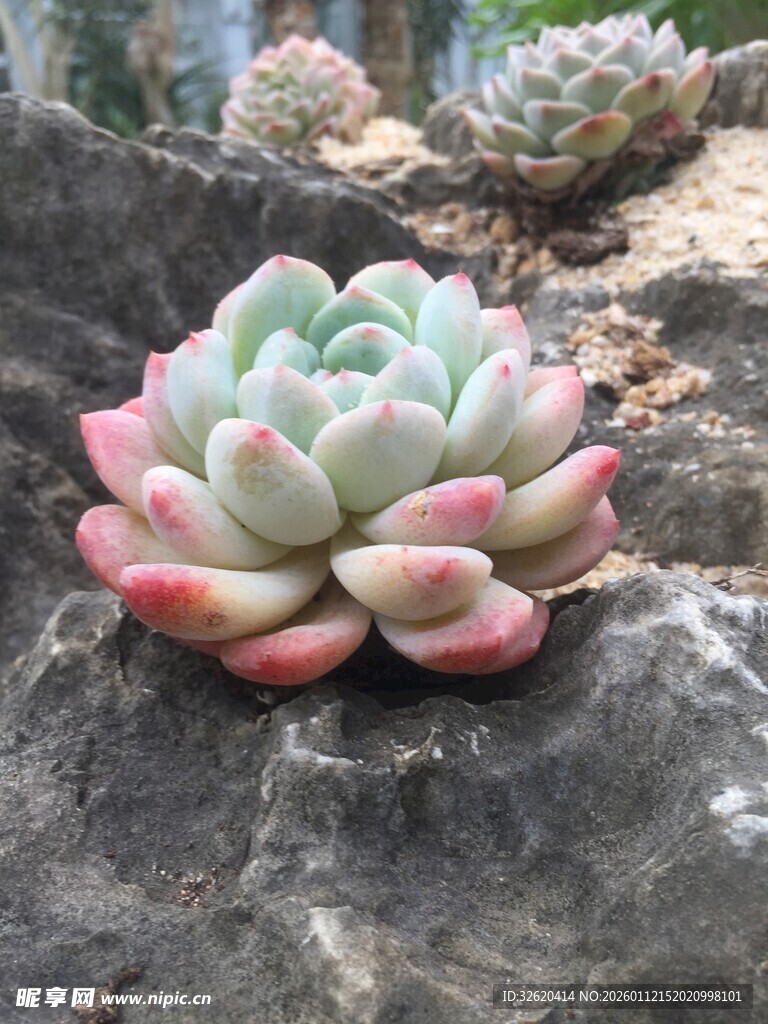 多肉