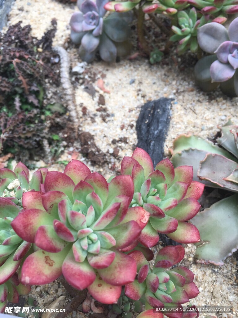 多肉