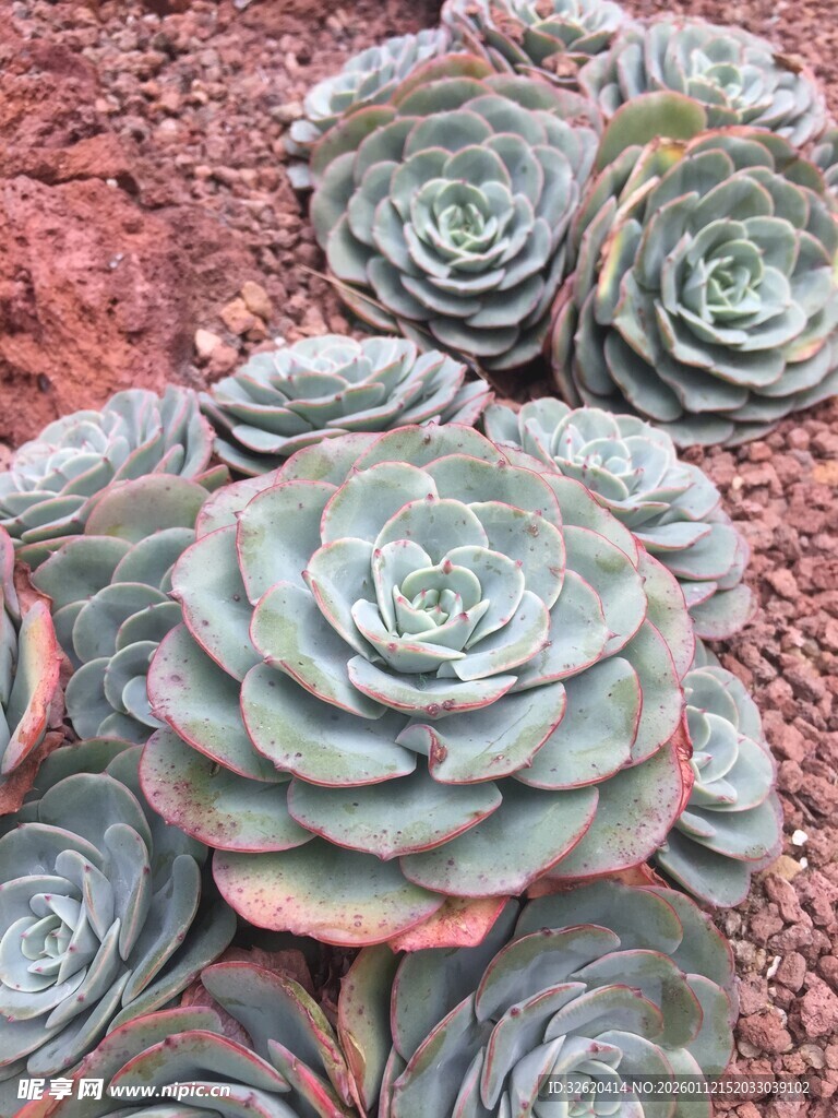 多肉