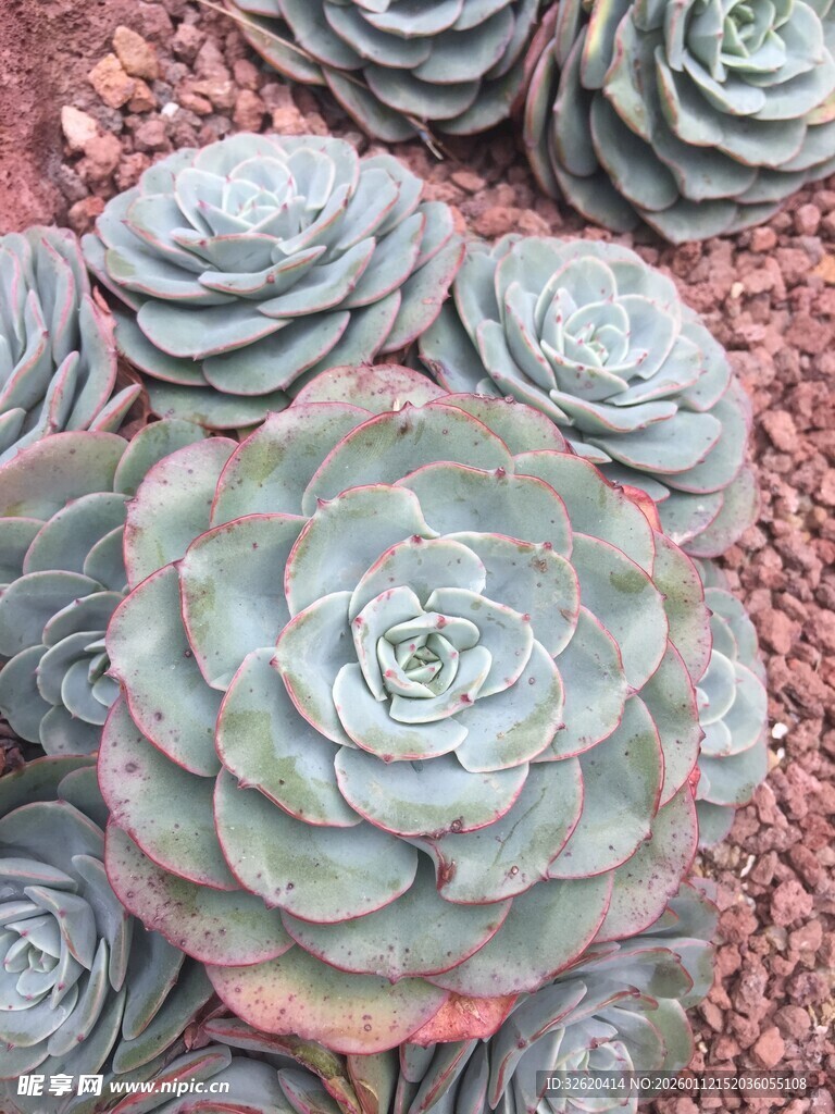 多肉