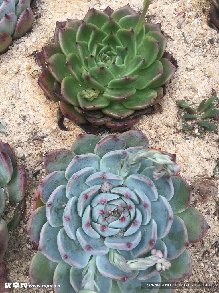 多肉