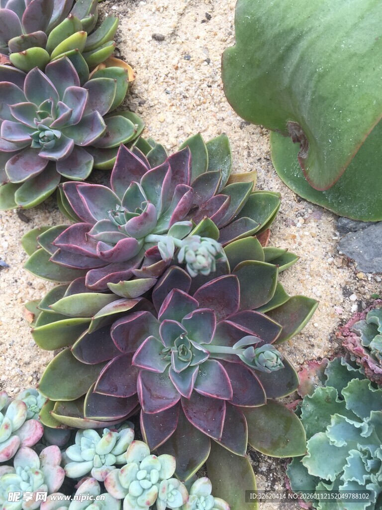 多肉