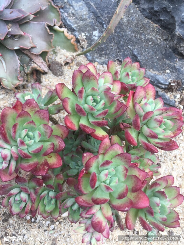 多肉