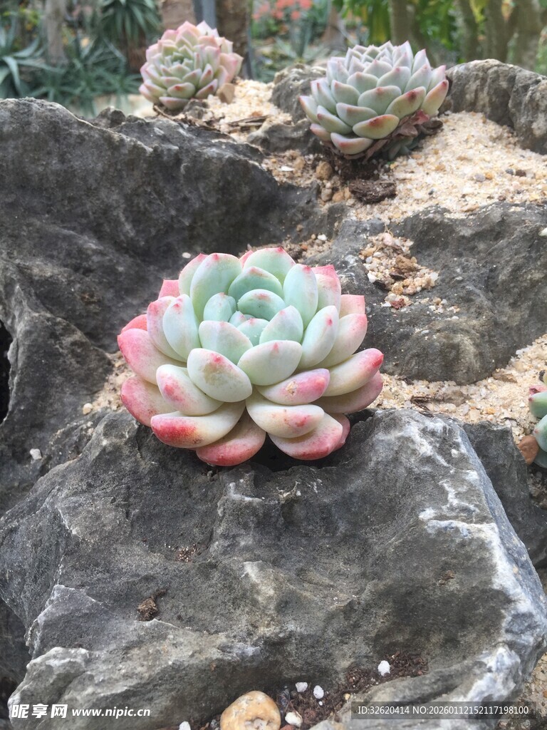 多肉