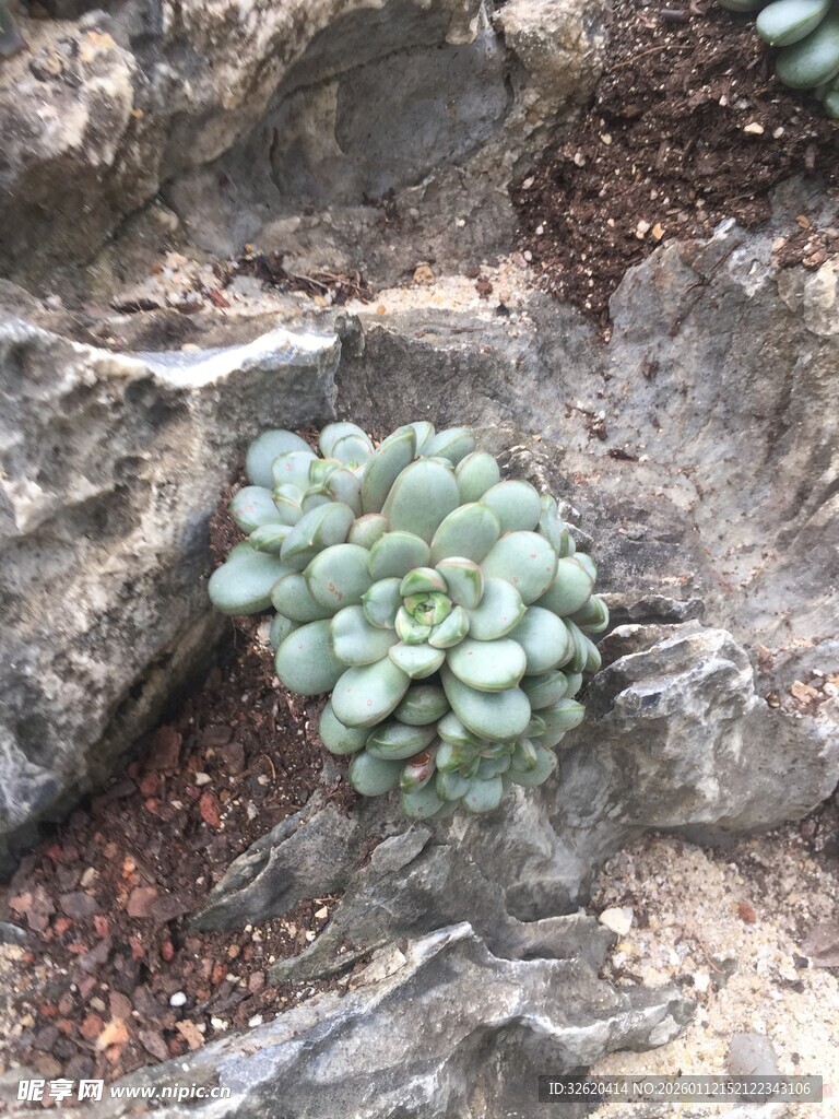 多肉