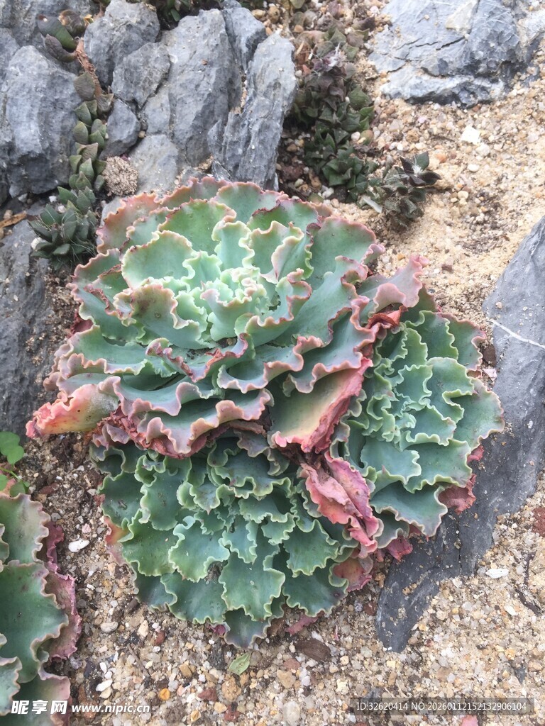 多肉