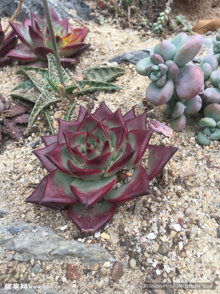 多肉