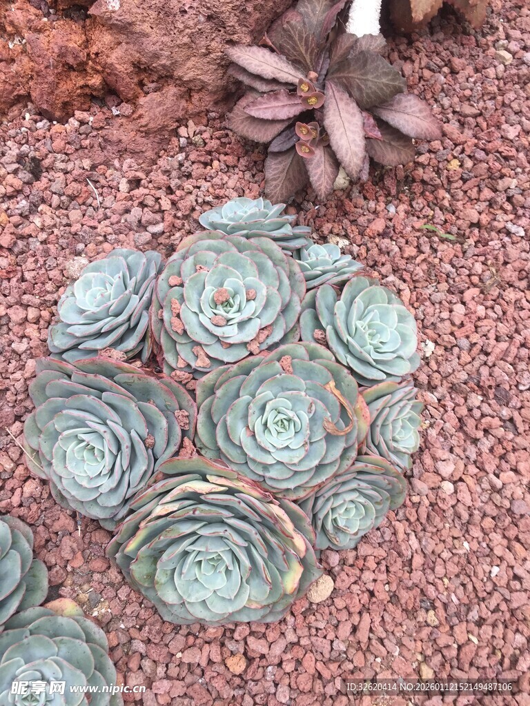 多肉