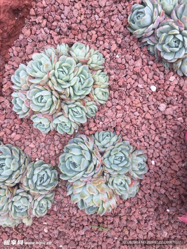 多肉
