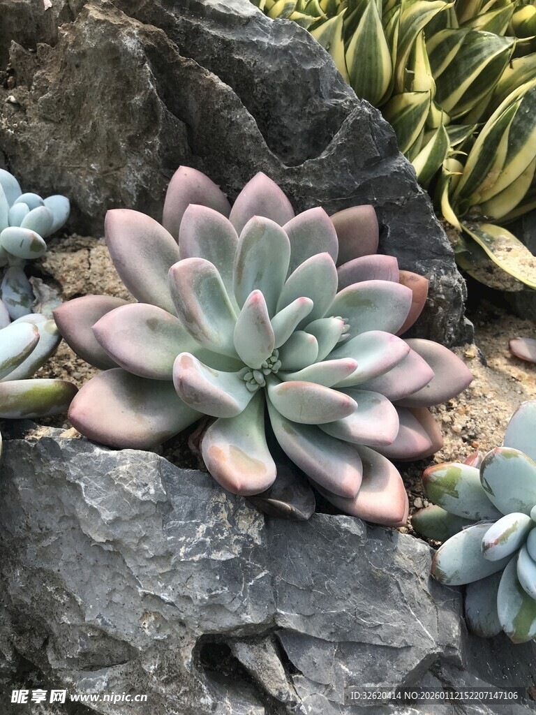 多肉
