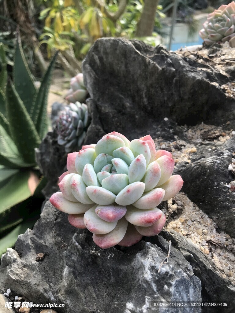 多肉