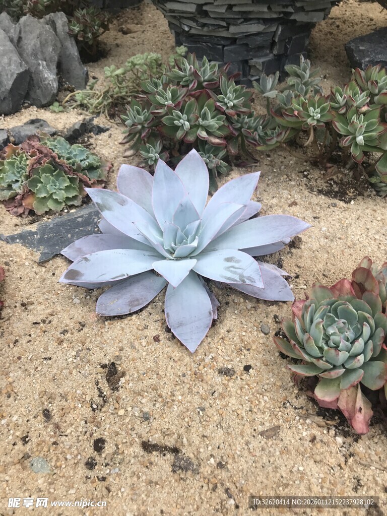 多肉植物