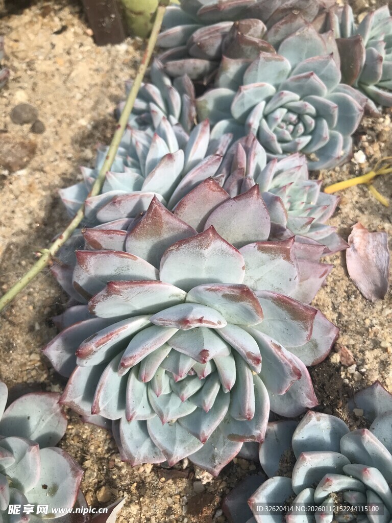 多肉