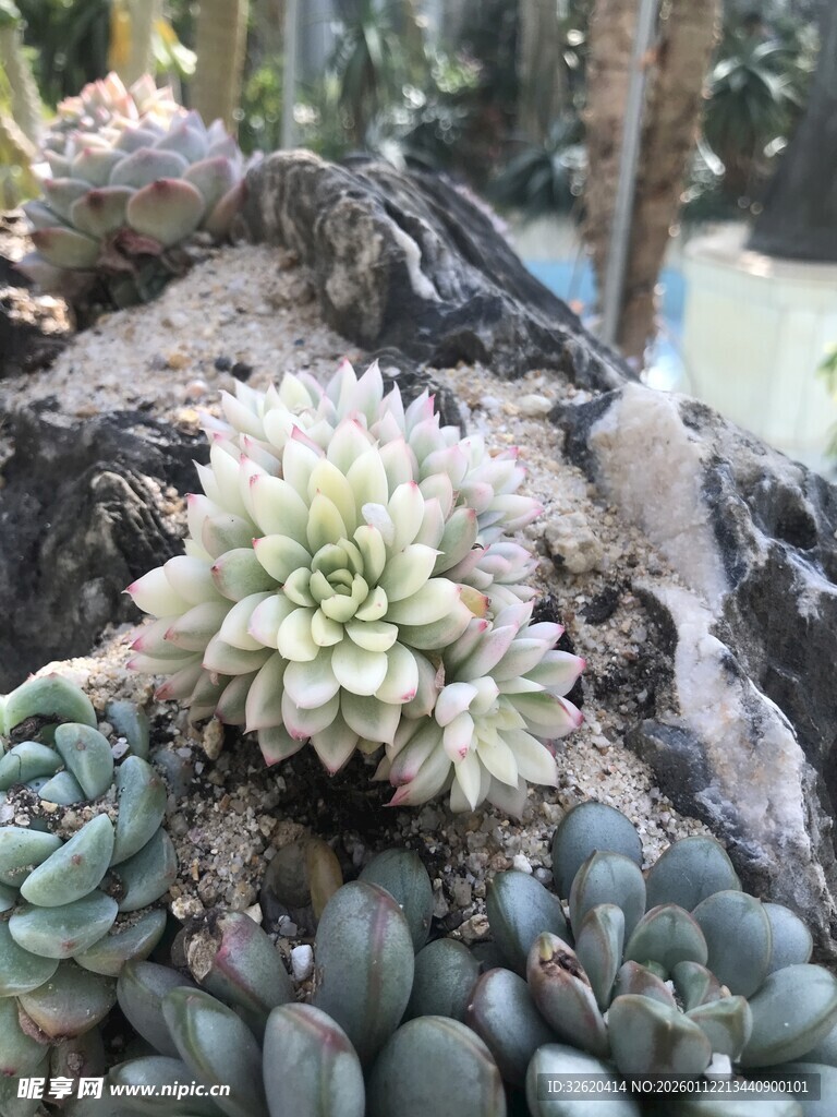多肉