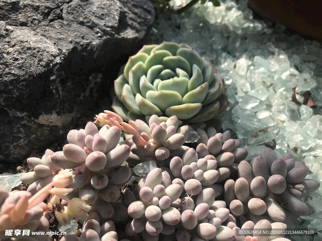 多肉