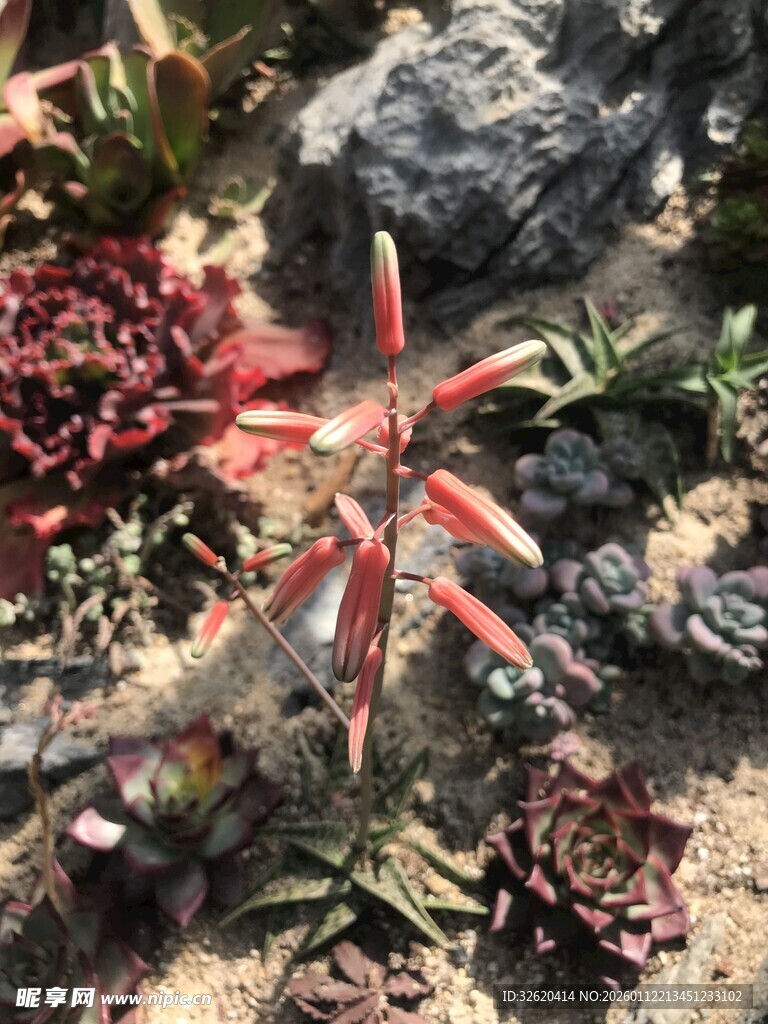 多肉
