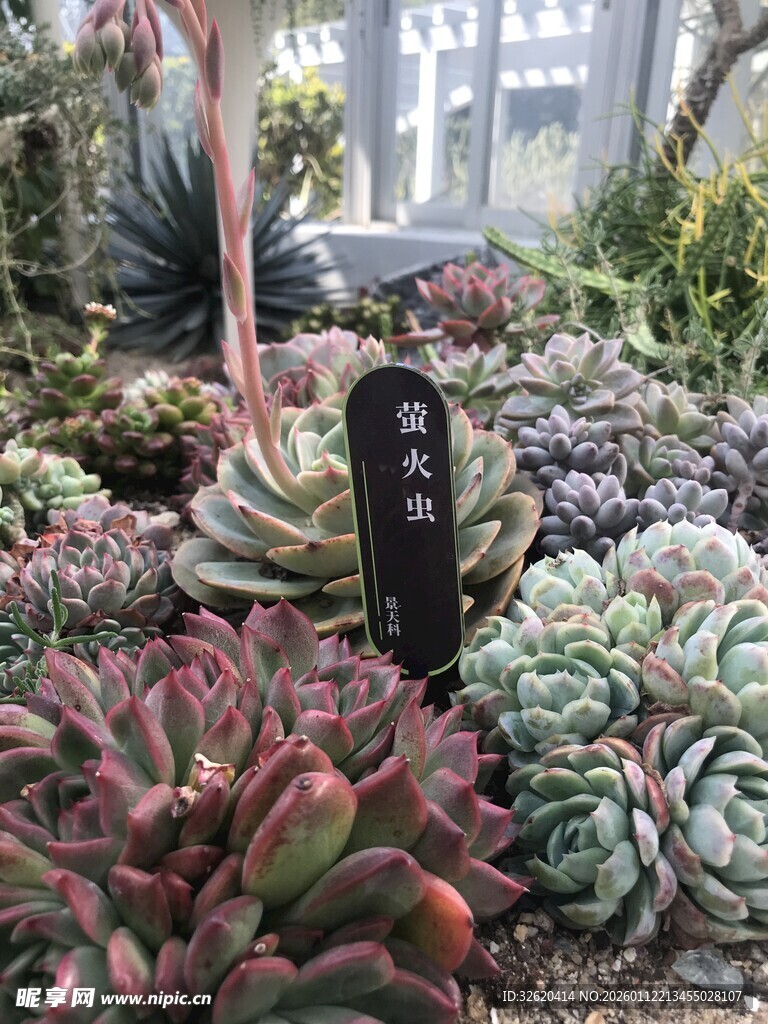 多肉