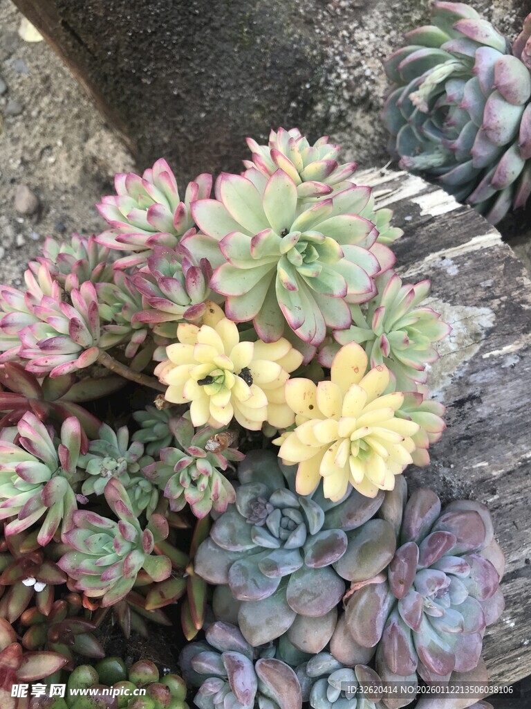 多肉