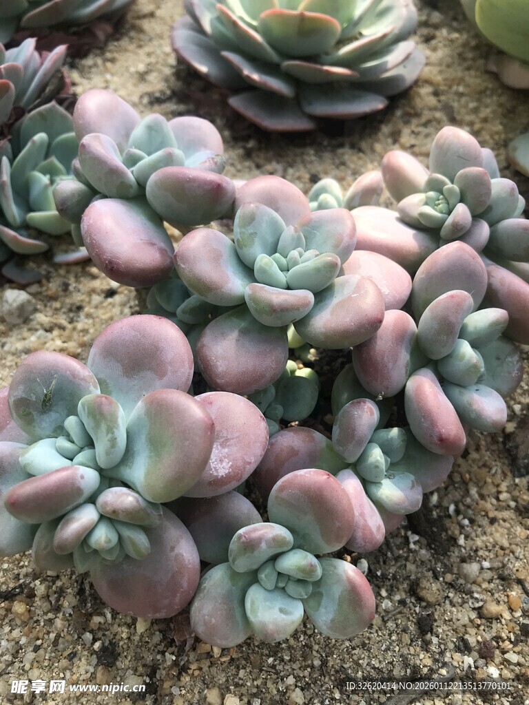 多肉