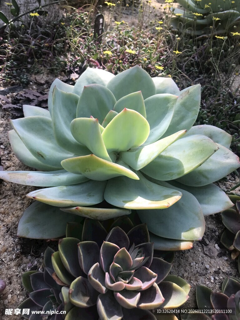 多肉植物