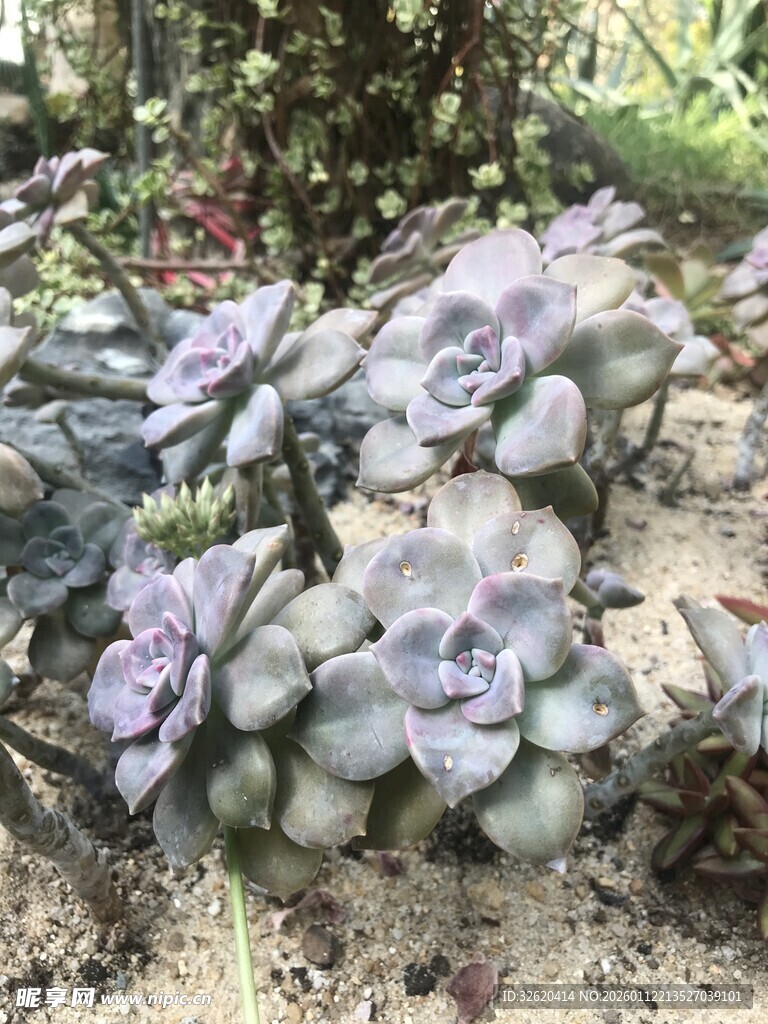 多肉