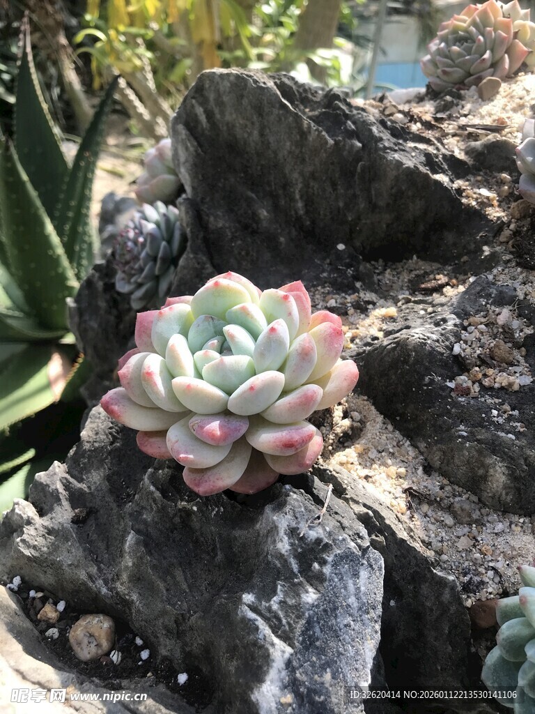 多肉