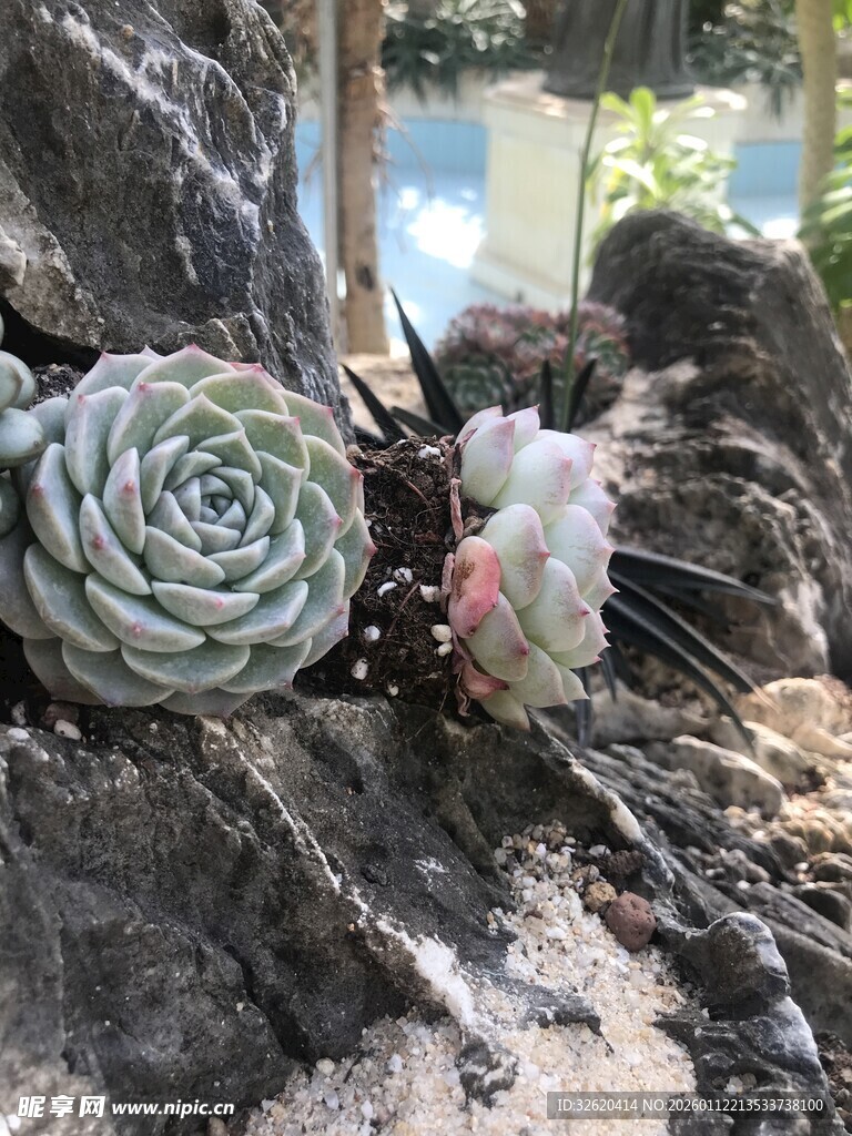 多肉植物