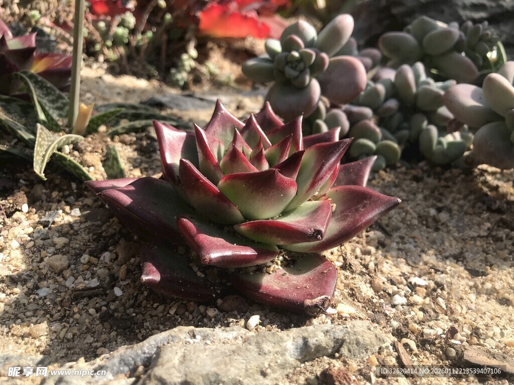 多肉