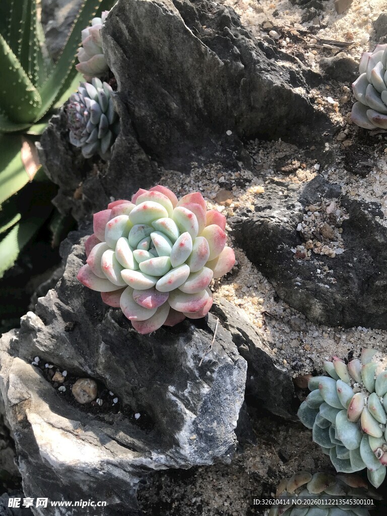 多肉