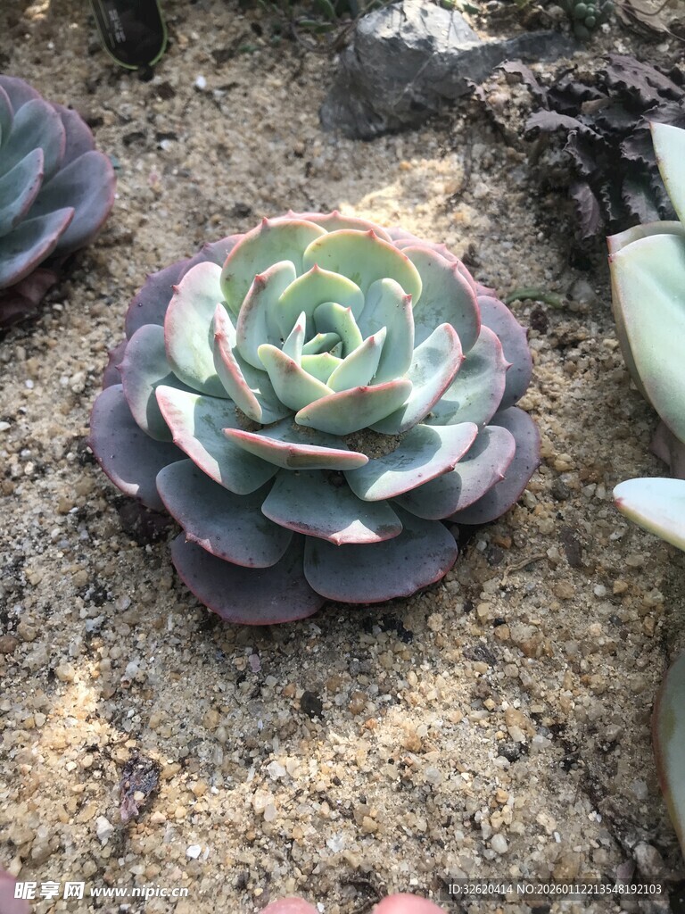 多肉