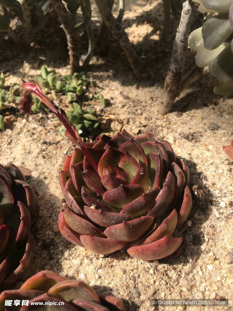 多肉