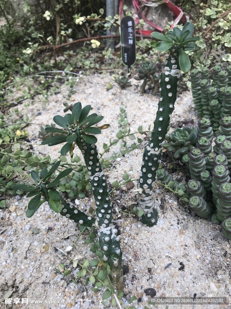 带刺植物