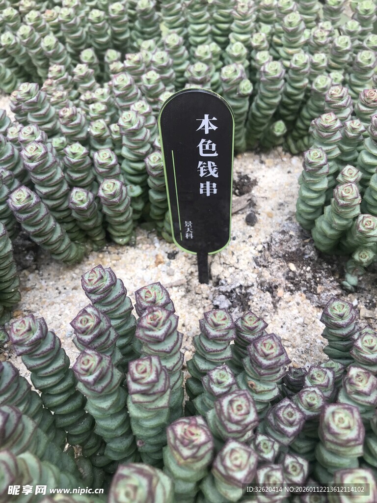 多肉