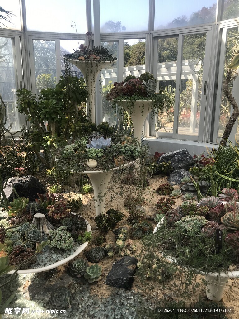 多肉