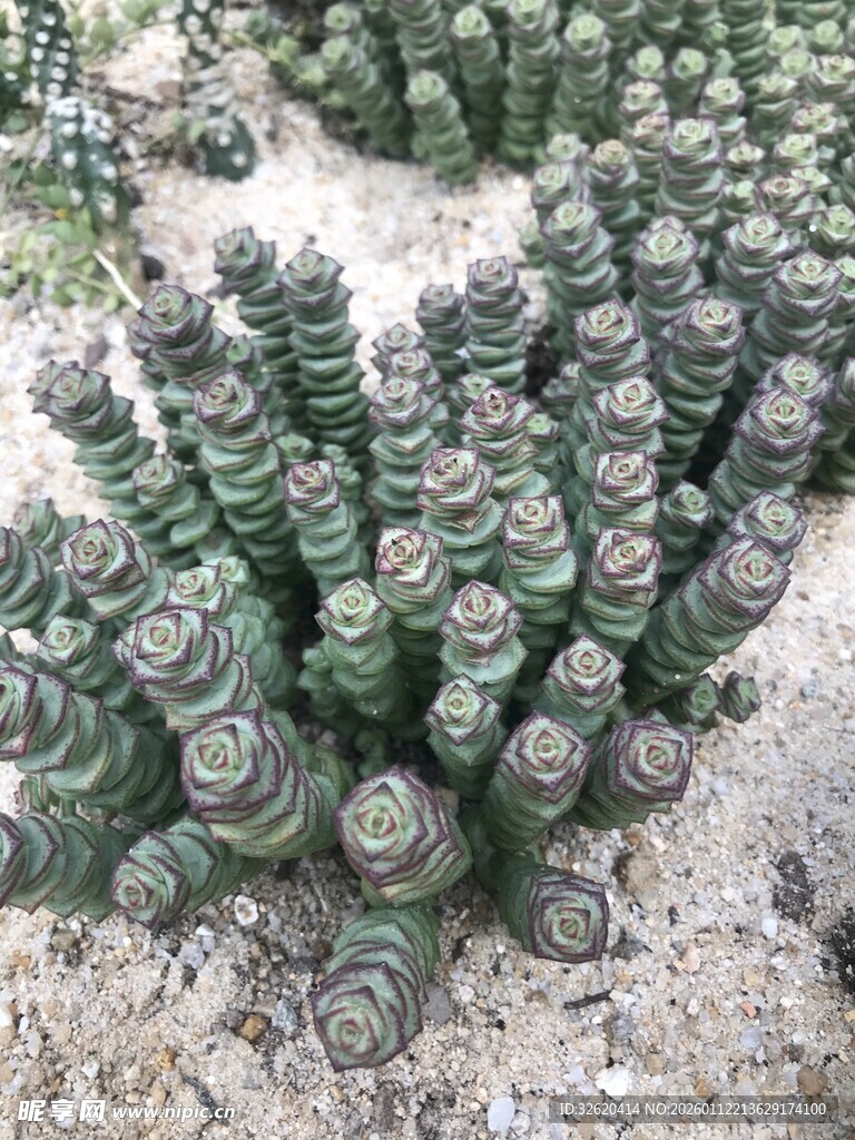 仙人掌植物