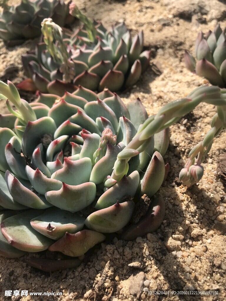 多肉