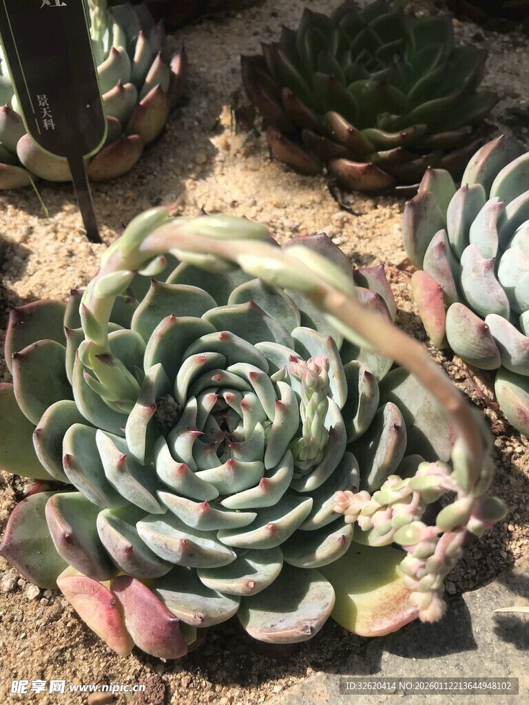 多肉