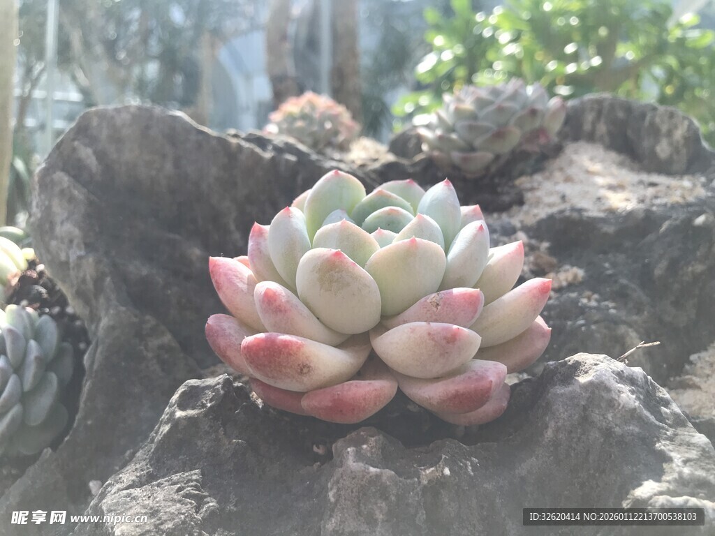多肉 