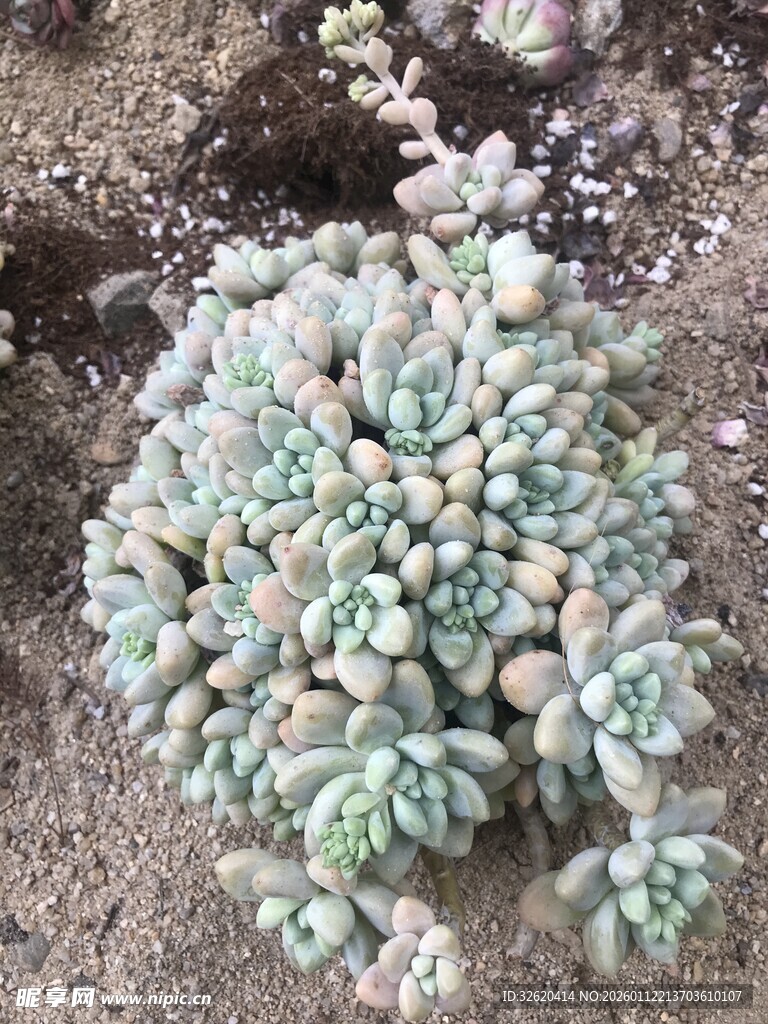 多肉植物