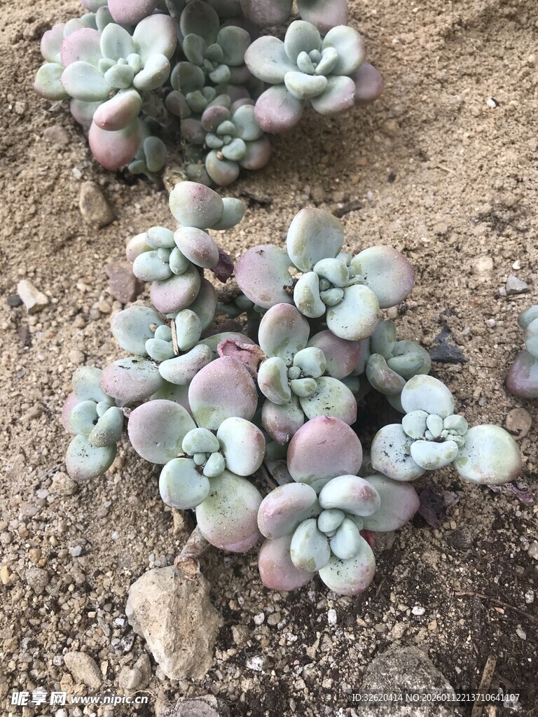 多肉植物